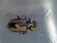 Calomicrus circumfusus