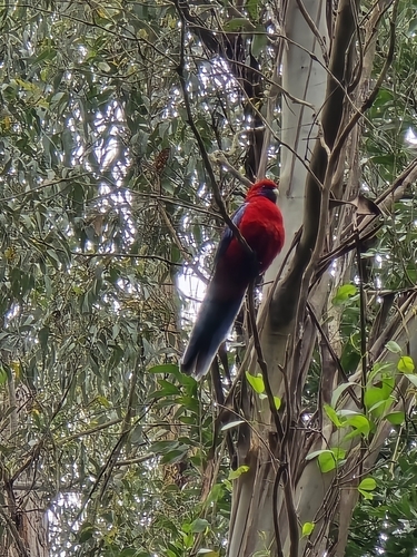 Platycercus elegans observed 2026-10-29