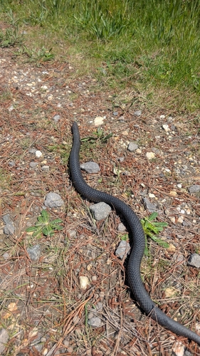 Serpentes observed 2026-10-29