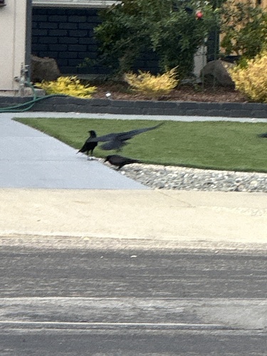 Corvus observed 2026-10-28