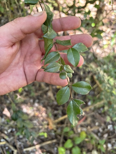 Eugenia observed 2026-10-28