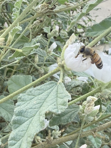 Apis mellifera photograph by the iNaturalist community