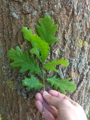 Quercus robur