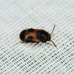 Mycetophagus punctatus