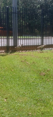 Bush Stone-curlew