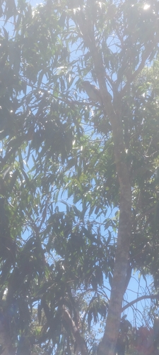 Noisy Miner