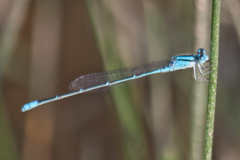 Pseudagrion australasiae