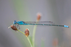 Pseudagrion australasiae