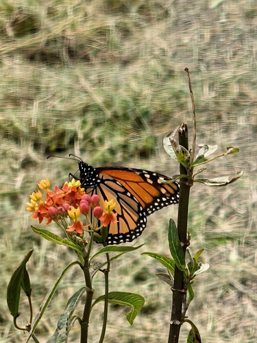 Danaus plexippus photograph by the iNaturalist community