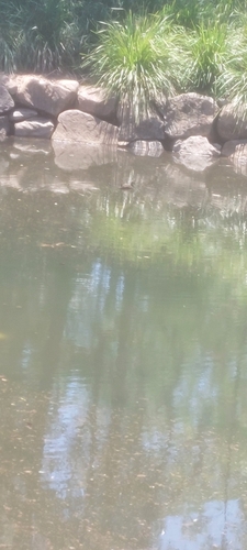 Pacific Black Duck