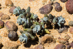 Dudleya brevifolia