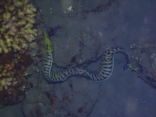 Gymnothorax observed 2026-10-28