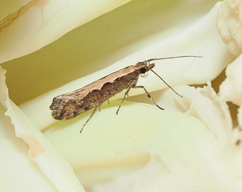 Plutella xylostella observed 2026-10-27