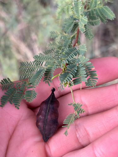 Vachellia farnesiana observed 2026-10-28