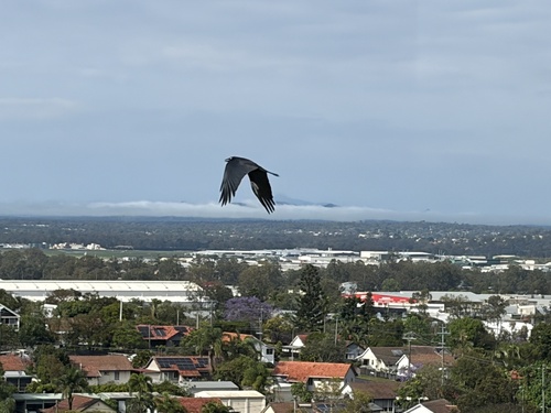 Corvus orru observed 2026-10-26