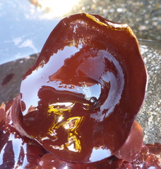 Constantinea simplex