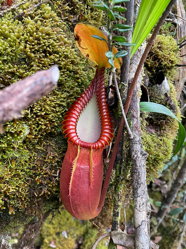 Nepenthes observed 2026-10-27