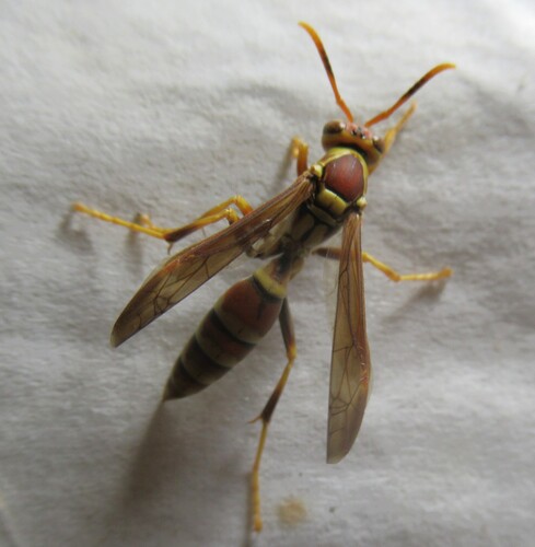 Polistes exclamans observed 2026-10-28