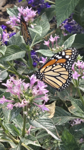 Danaus plexippus photograph by the iNaturalist community