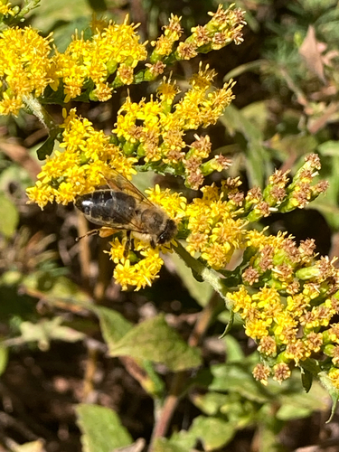 Apis mellifera photograph by the iNaturalist community