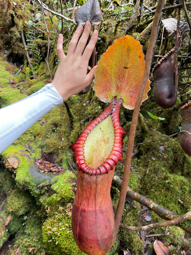 Nepenthes observed 2026-10-27