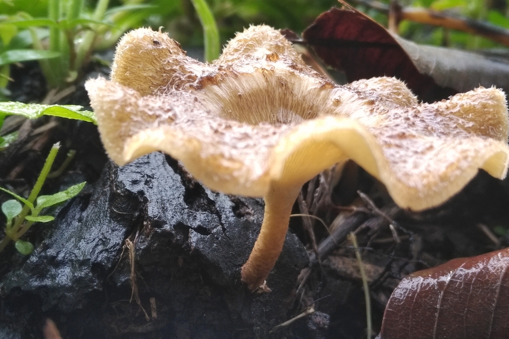 Lentinus crinitus · May 2020 · photo: © chantallandburg (iNaturalist, cc-by)