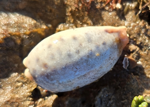 Cypraea chinensis observed 2026-10-29