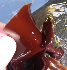 Constantinea simplex