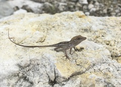 Anolis lineatopus