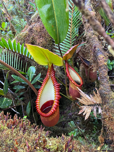 Nepenthes observed 2026-10-27