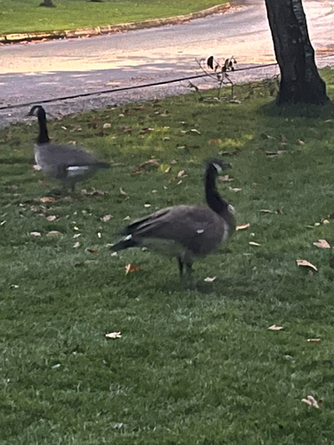 Branta observed 2026-10-28