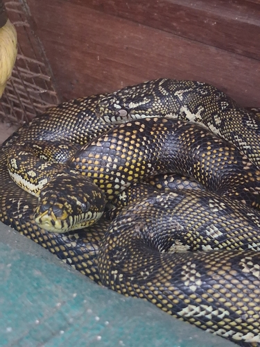 Morelia spilota observed 2026-10-29