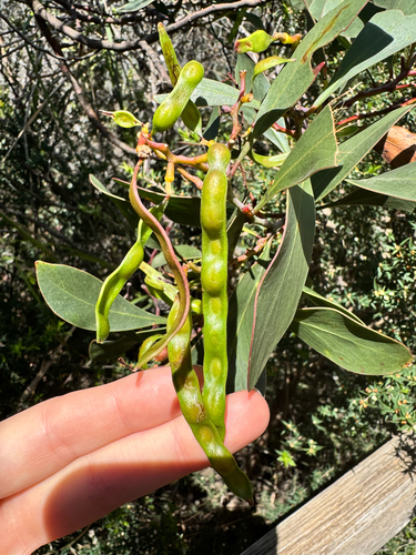 Acacia observed 2026-10-29