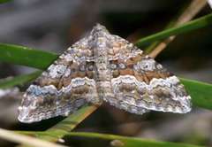 Xanthorhoe vacuaria
