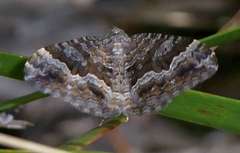 Xanthorhoe vacuaria