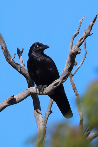 Corvus observed 2026-10-29