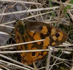 Heteronympha penelope penelope
