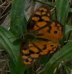 Heteronympha penelope penelope