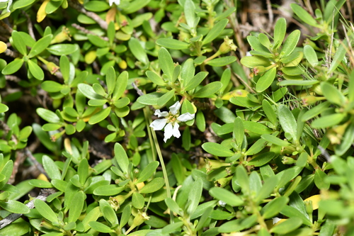 Pemphis acidula observed 2026-10-11