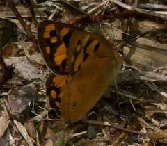 Heteronympha penelope penelope