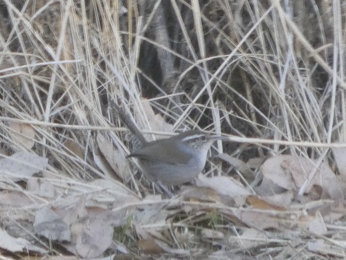 Troglodytes troglodytes observed 2026-10-28