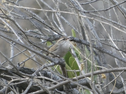Troglodytes troglodytes observed 2026-10-28