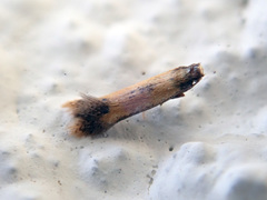 Coptotriche marginea