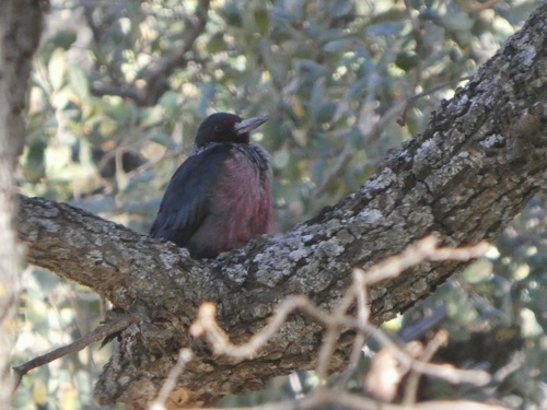 Melanerpes lewis observed 2026-10-28