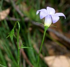 Wahlenbergia stricta stricta