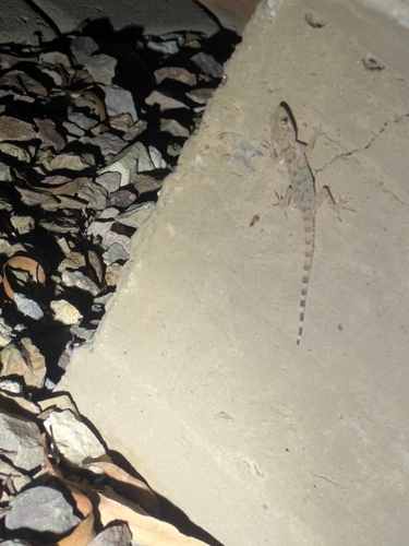 Cyrtodactylus observed 2026-10-28