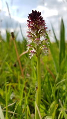 Neotinea ustulata ustulata