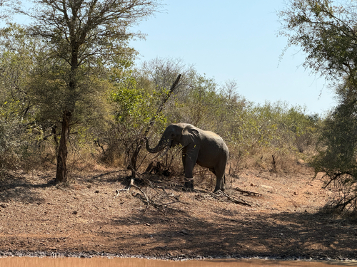 Loxodonta africana photograph by the iNaturalist community