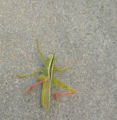 Heteracris pterosticha