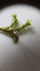 Eurhynchium striatum